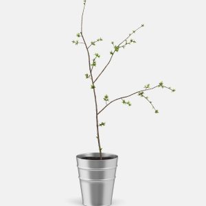 Plant in pot